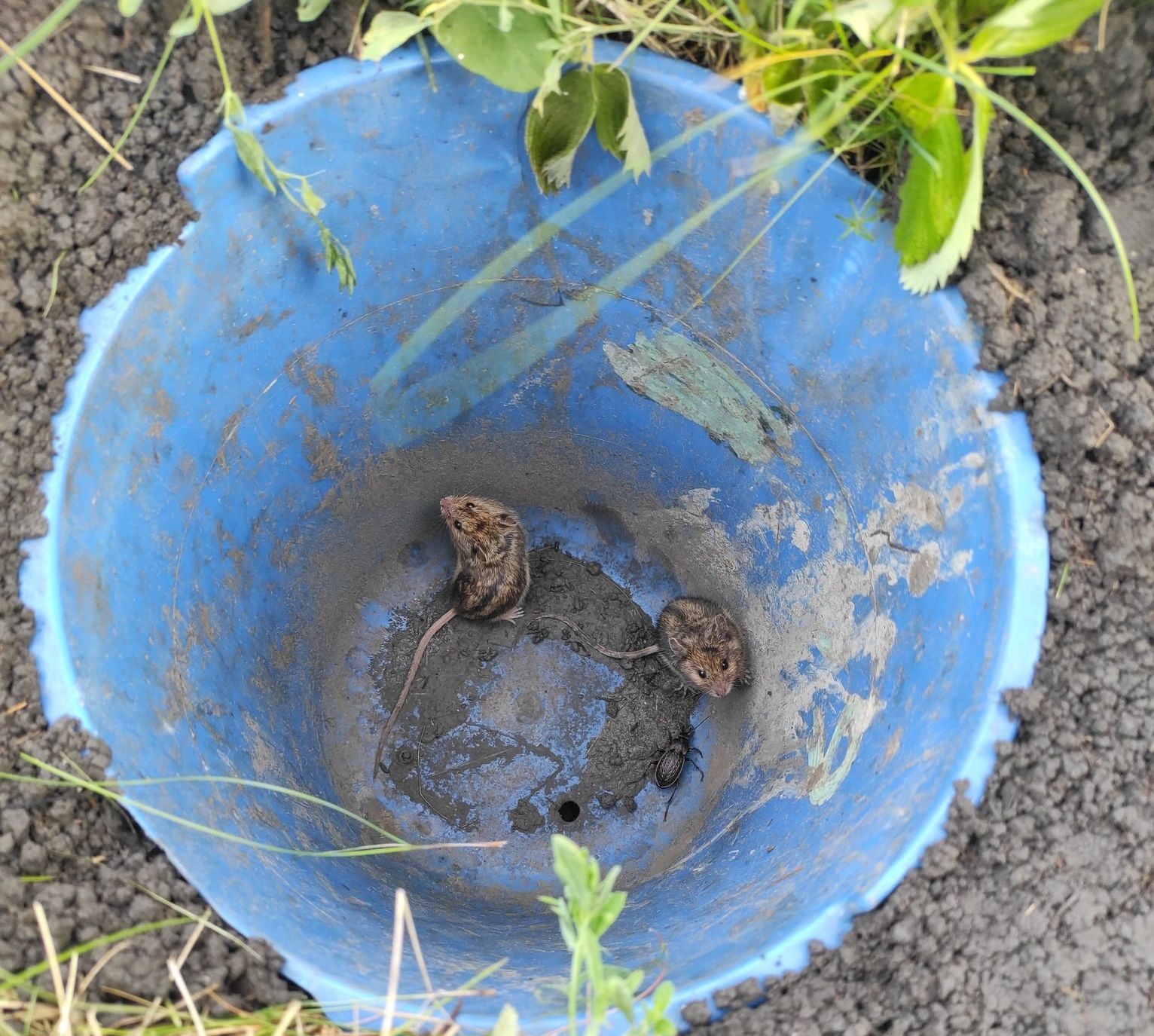 magyar_szocskeger_balázsi péter_2.jpg